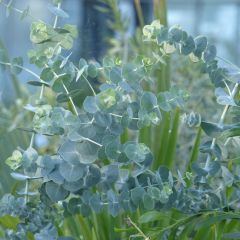 Eucalyptus pulverulenta Baby Blue (Little Boy Blue)