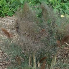 Foeniculum officinale 'Purpureum'