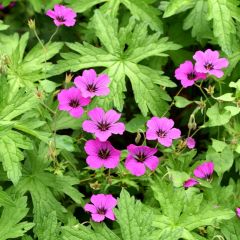 Geranium Patricia