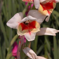 Gladiolus Lorena - Sword Lily