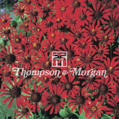 Zinnia tenuifolia Red Spider Seeds