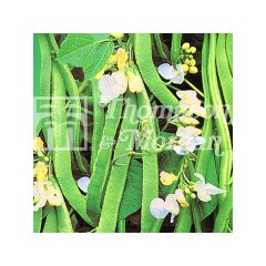 Runner Bean White Lady