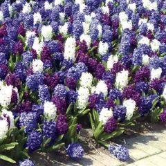 Harmony Hyacinths Ocean