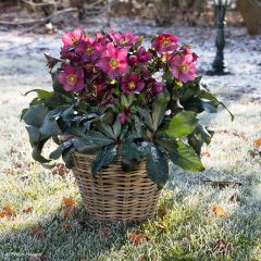 Helleborus Ice N' Roses Marbled Red - Hellebore