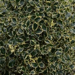 Ilex aquifolium Argenteomarginata - Common Holly
