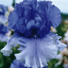 Iris germanica Cascade Springs - Bearded Iris