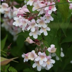 Kolkwitzia amabilis Pink Cloud - Beauty Bush