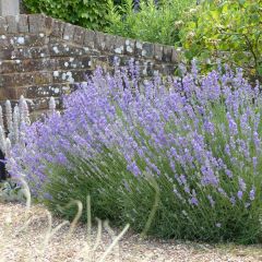 Lavandula angustifolia Munstead - True Lavender