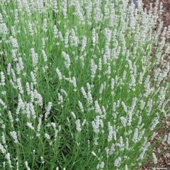 Lavandula intermedia Edelweiss - Lavandin