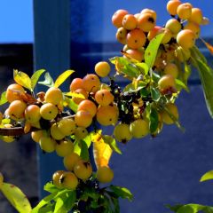 Malus zumi Golden Hornet - Crab Apple