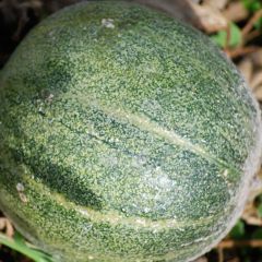 Cucumis melo Petit Gris de Rennes - Ferme de Sainte Marthe Seeds