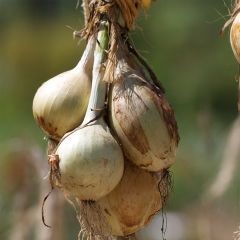 Untreated Ailsa Craig Onion - Ferme de Sainte Marthe seeds