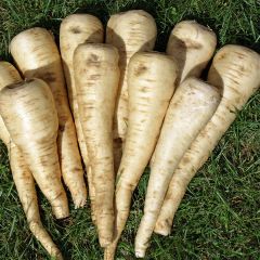 Parsnip Turga - Ferme de Sainte Marthe Seeds