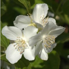 Philadelphus coronarius - Mock Orange