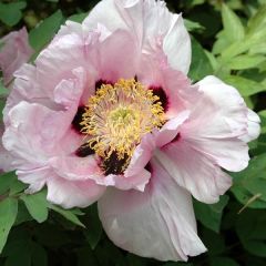 Paeonia suffruticosa Lilac - Tree Peony
