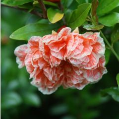 Punica granatum California Sunset - Pomegranate