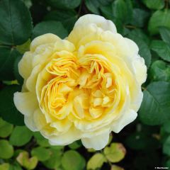 Rosa Charles Darwin- English Rose