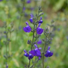 Salvia Victoria Blue