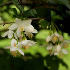 Styrax japonica