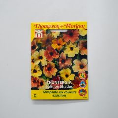 Thunbergia alata - Black-eyed Susan Vine Salmon Shades