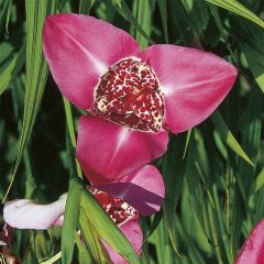 Tigridia pavonia Lilacea