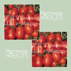 Tomato Rio Grande