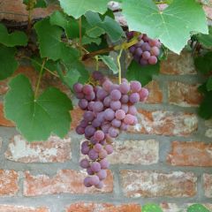 Vitis Fragola Nera - Strawberry vine