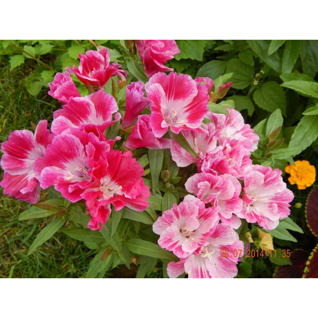 Godetia Rembrandt Seeds - Clarkia