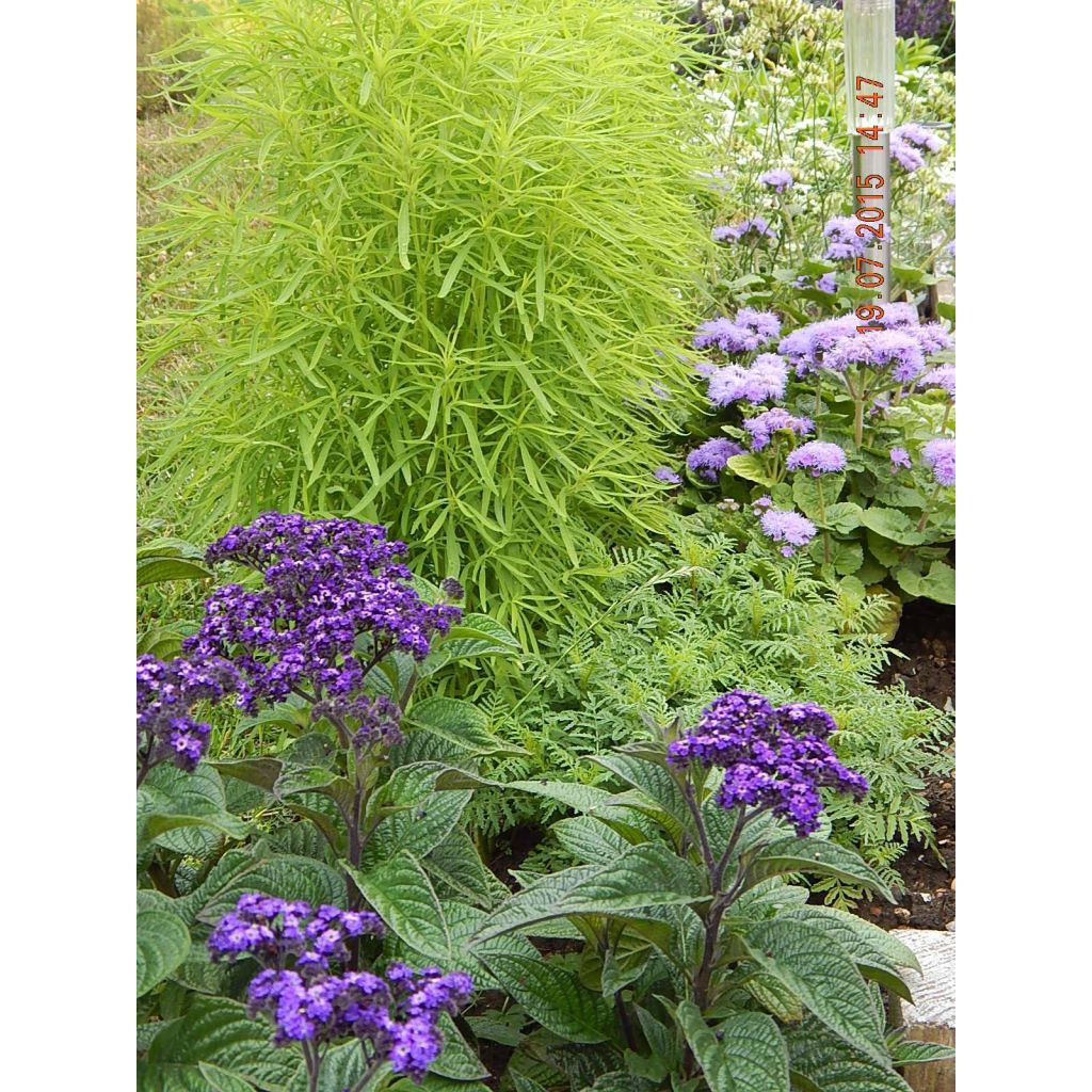 Heliotrope Marine Seeds - Cherry Pie Plant