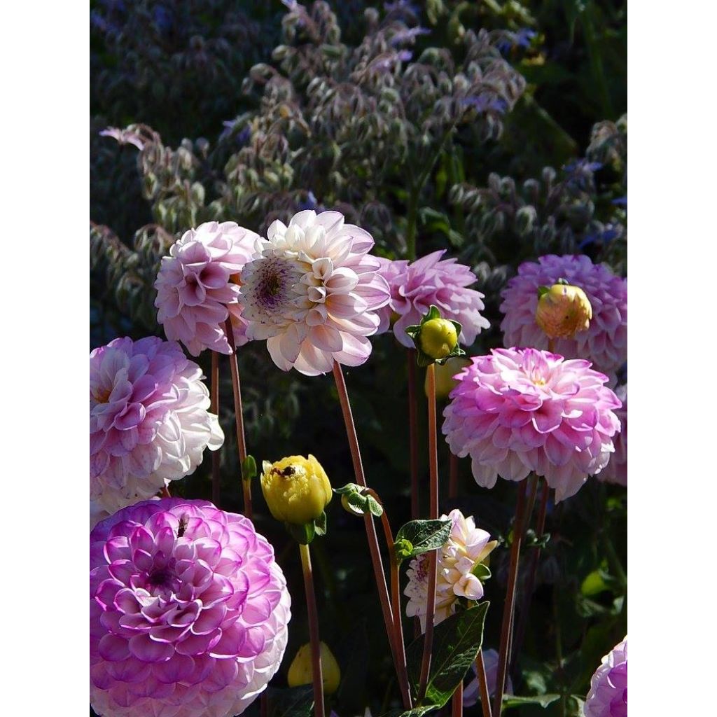 Dahlia Genova