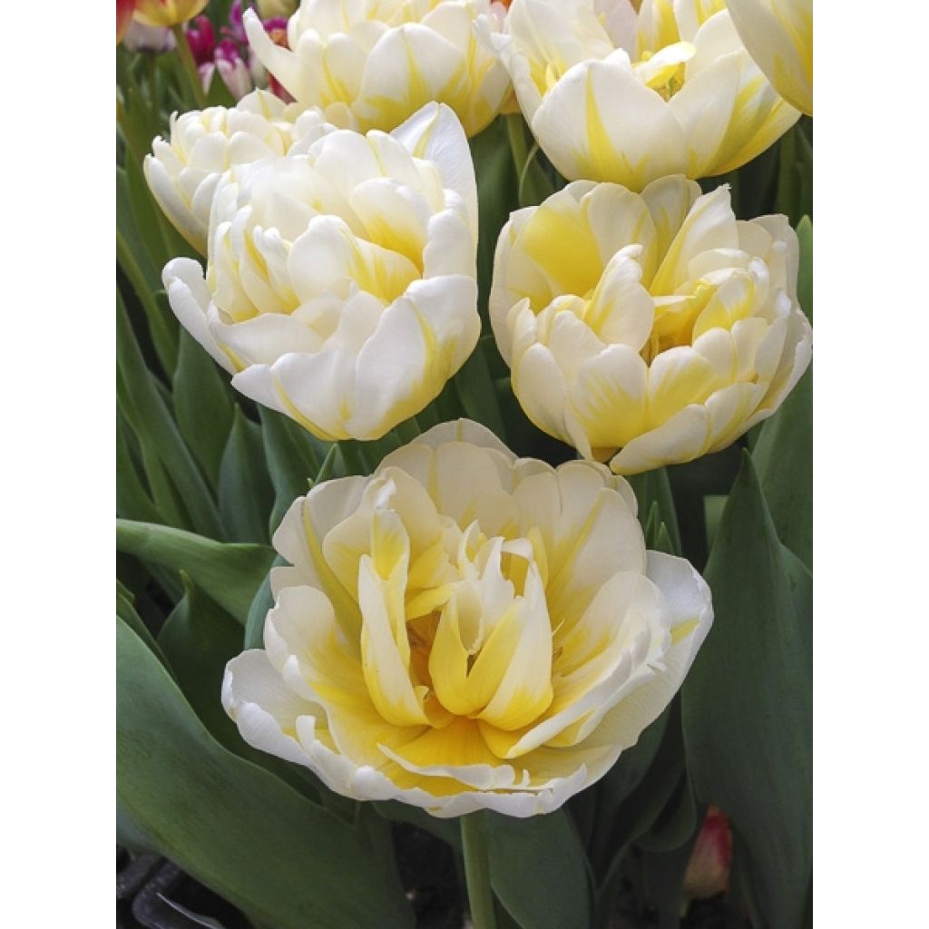 Tulipa Flaming Evita- Double Early Tulip