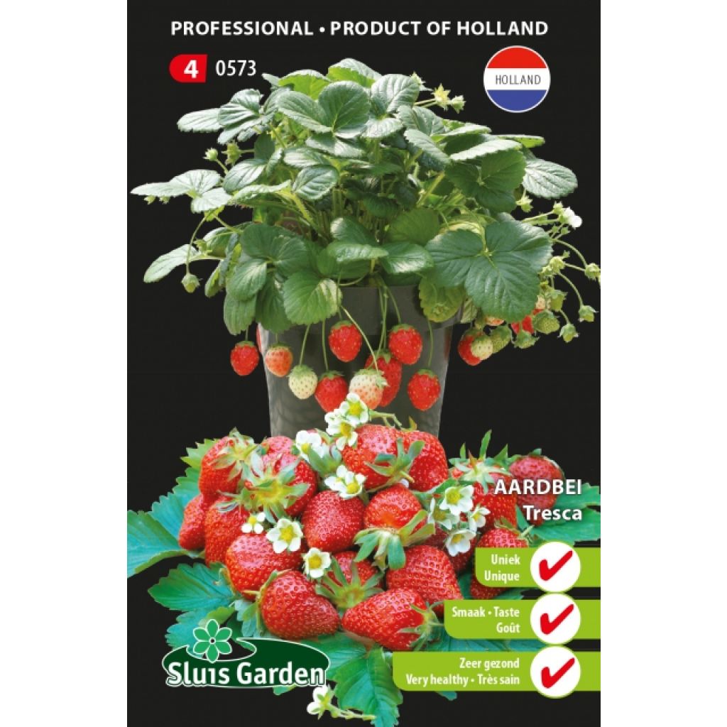 Fragaria vesca 'Temptation'