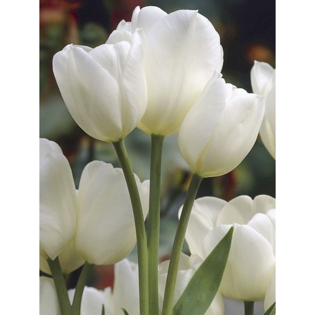 Tulipa Weisse Berliner - Mutliple flowering Tulip