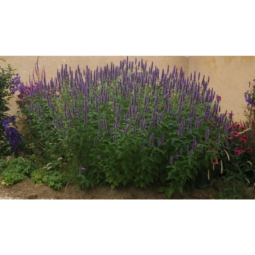 Agastache foeniculum Blackadder