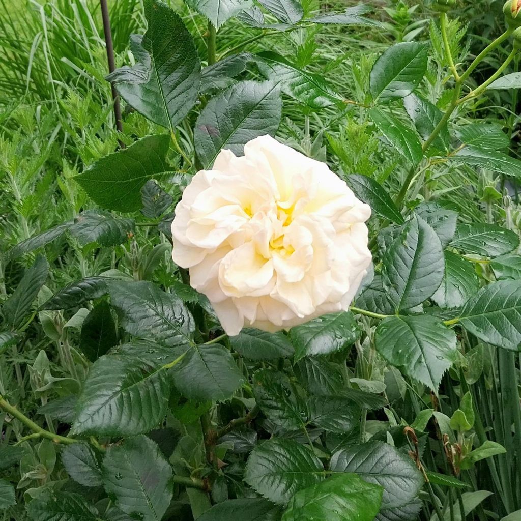 Rosa Amber Voluptia - Shrub Rose