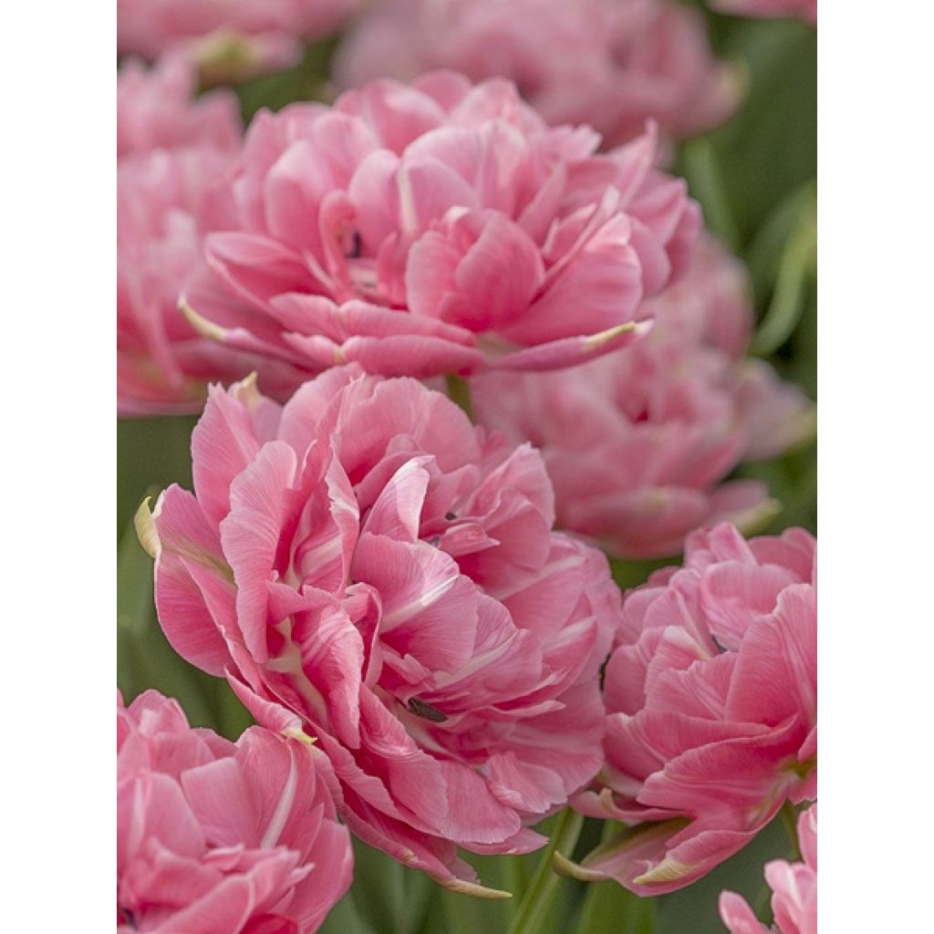 Tulipa Aveyron - Double Late Tulip