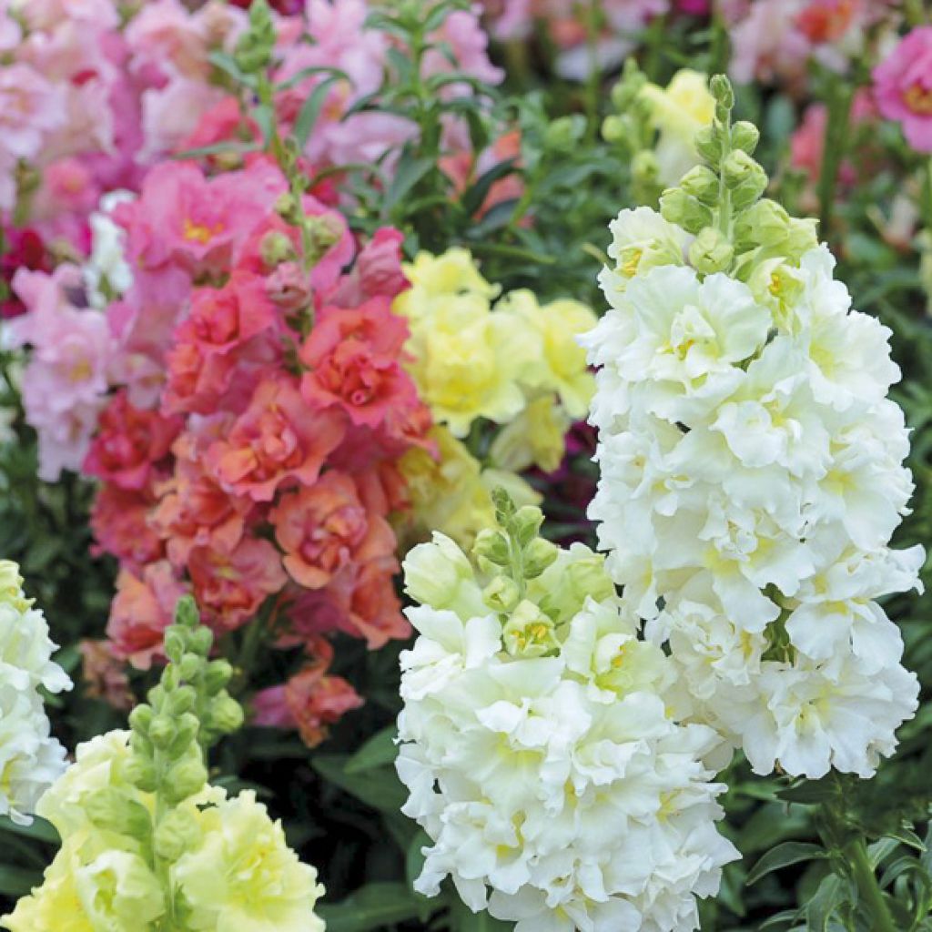Snapdragon Madame Butterfly Mixed Seeds - Antirrhinum majus