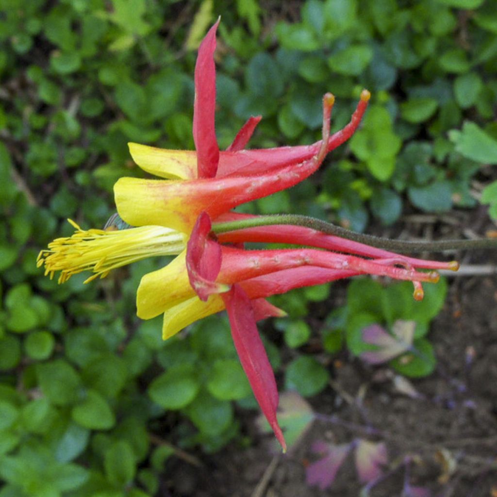 Tequila Sunrise Columbine - Aquilegia skinneri seeds