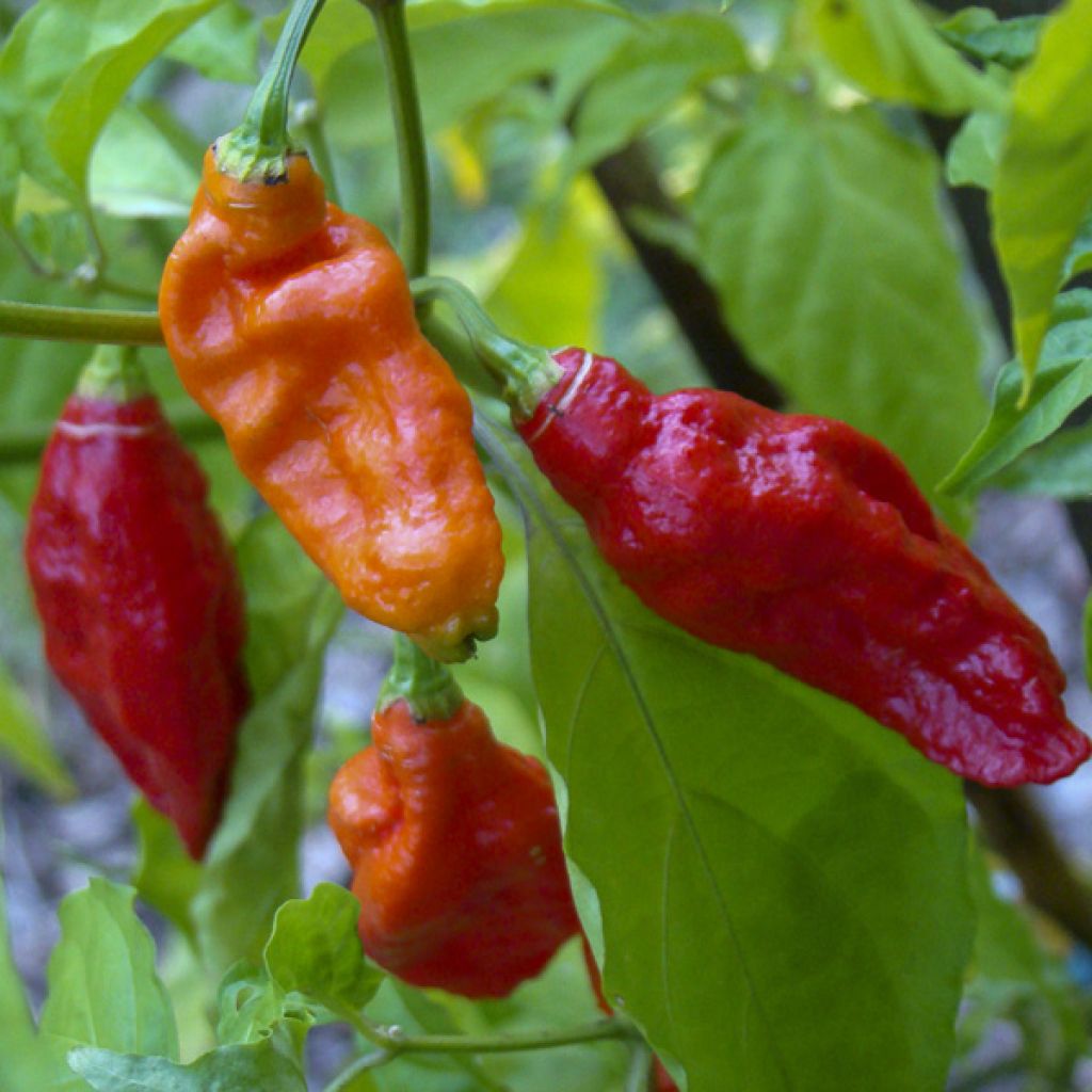Pepper Naga Jolokia - Capsicum annuum