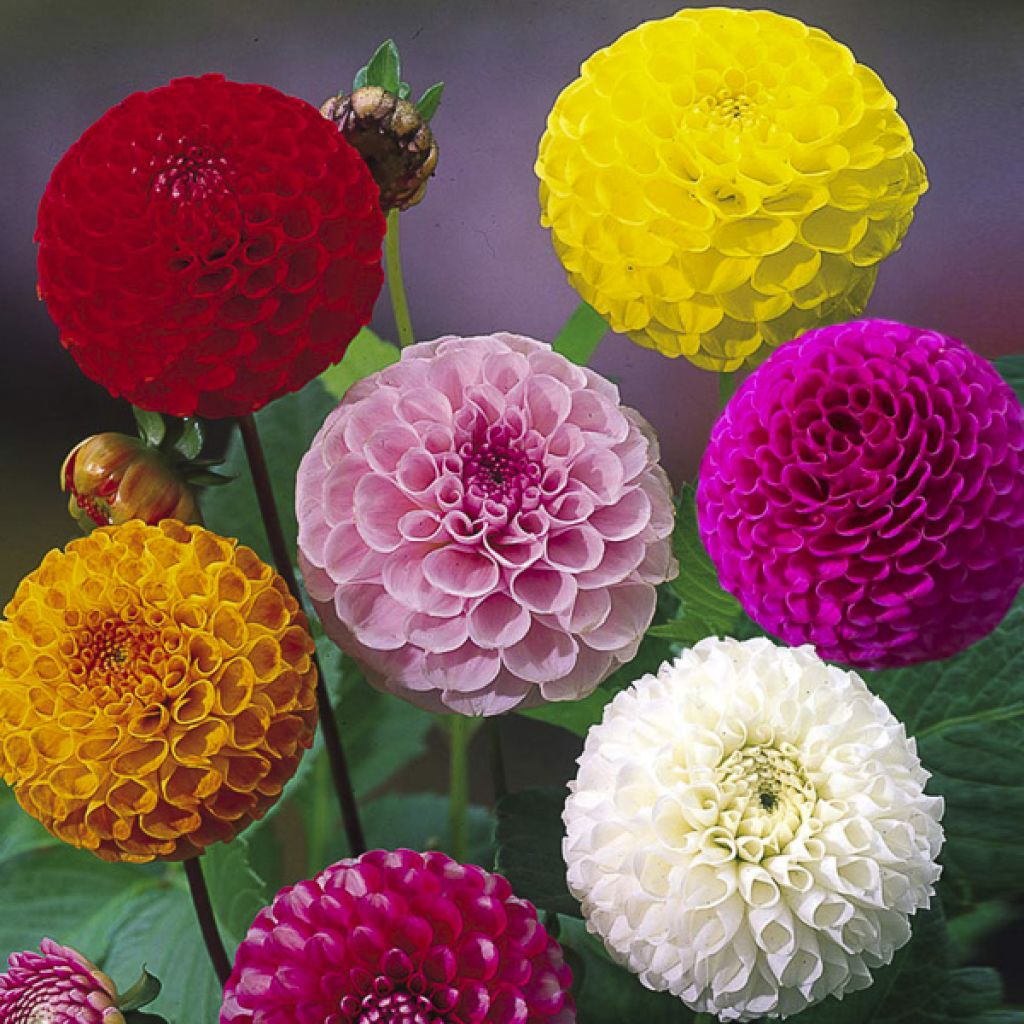 Dahlia Pompon Mix Seeds