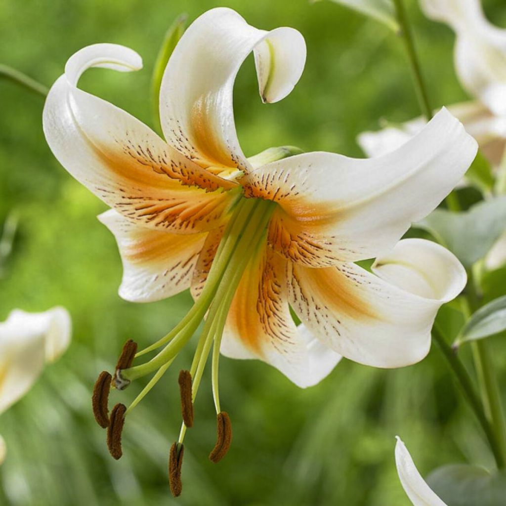Lilium Lady Alice - Lily