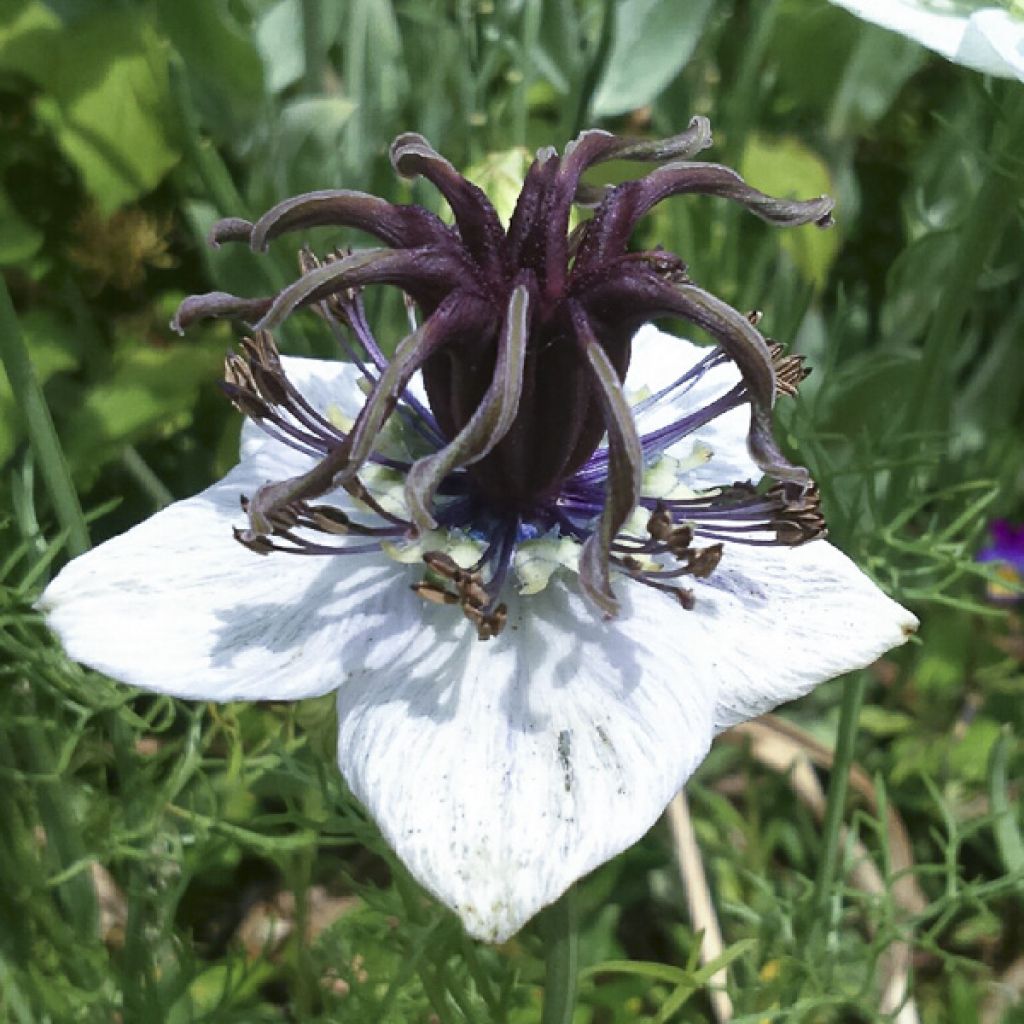 Love-in-a-mist African Bride Seeds - Nigella papillosa