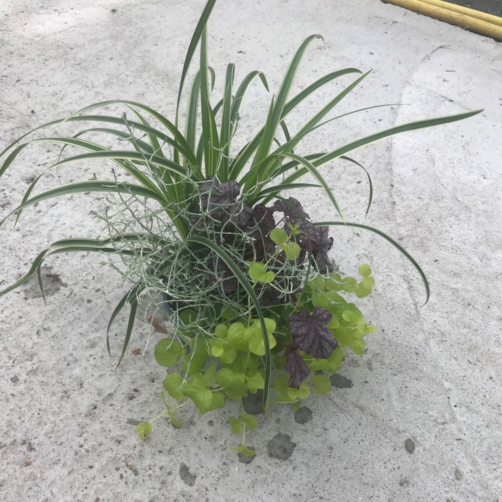 Silent Sunday Composition - A collection of 4 young plants
