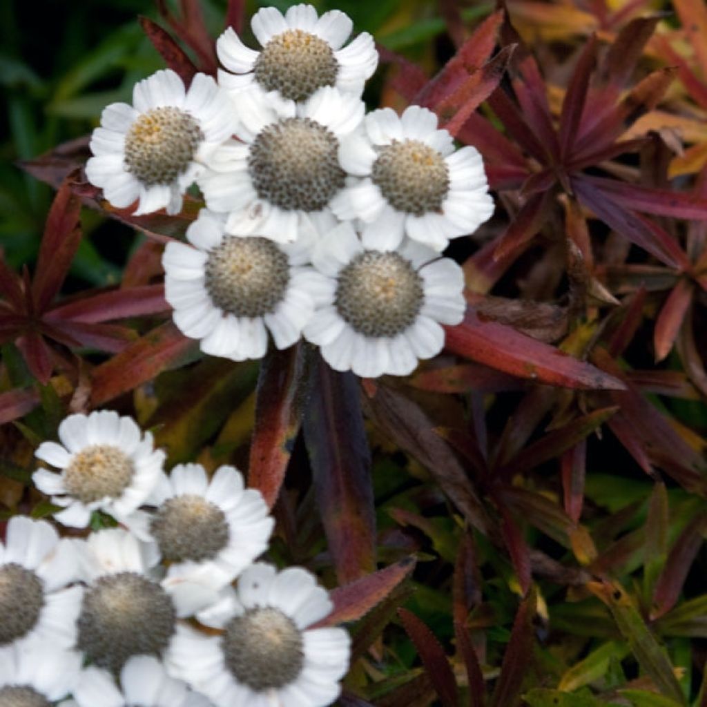 Achillea ptarmica Nana Compacta
