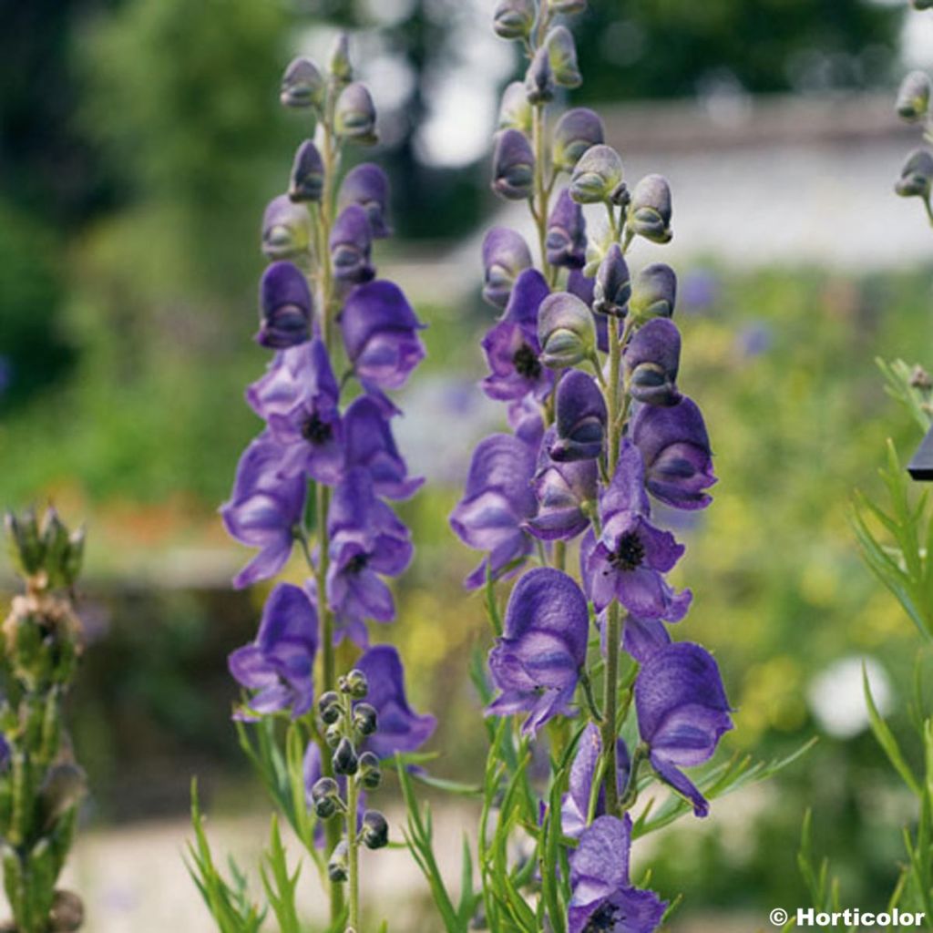 Aconitum napellus