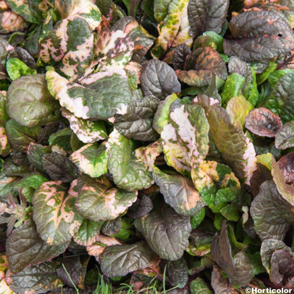 Ajuga reptans Multicolor - Rainbow