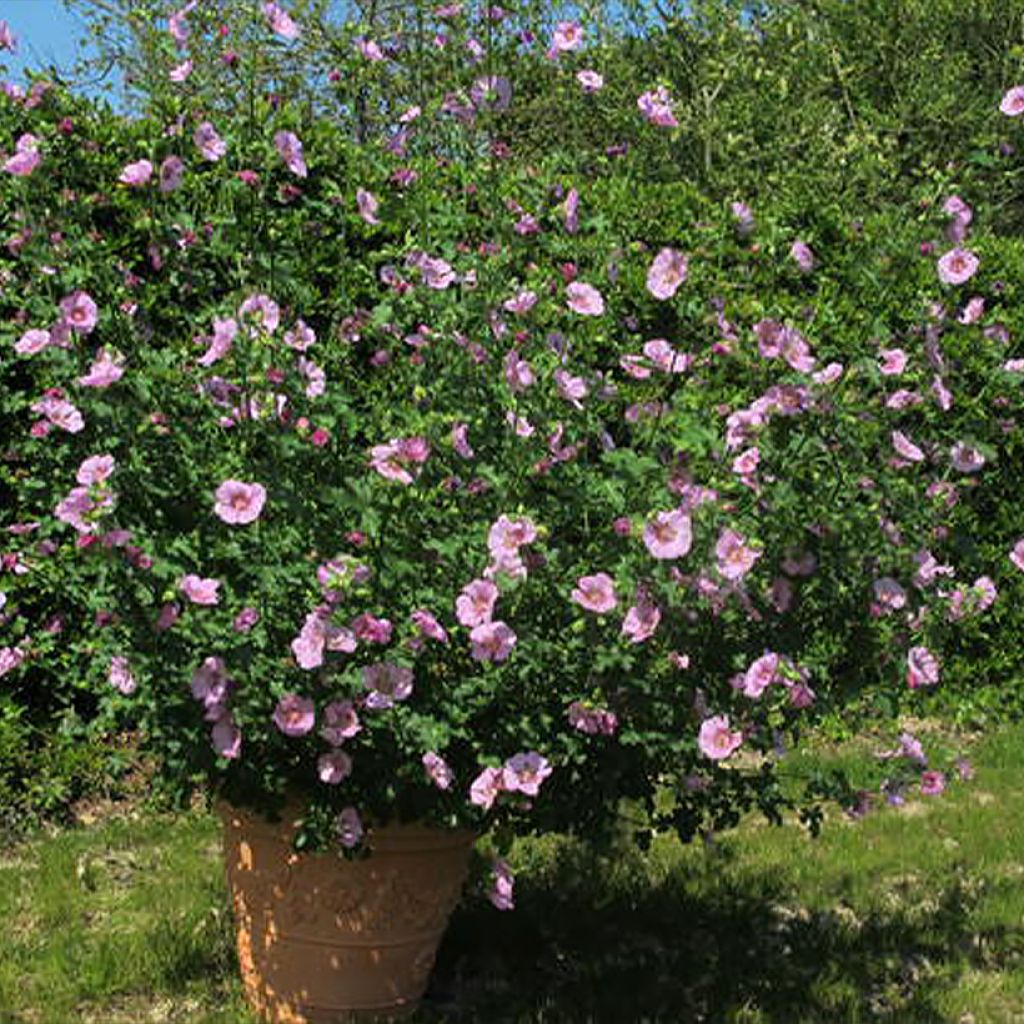 Anisodontea capensis Cristal rose