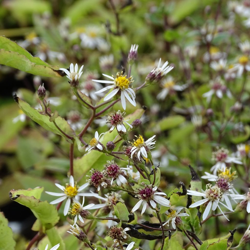 Aster tradescantii