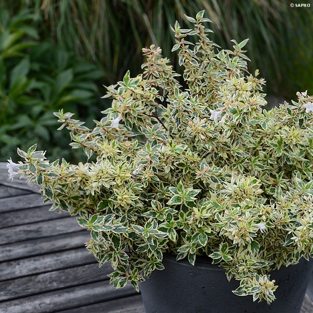 Abelia grandiflora Pink Lady