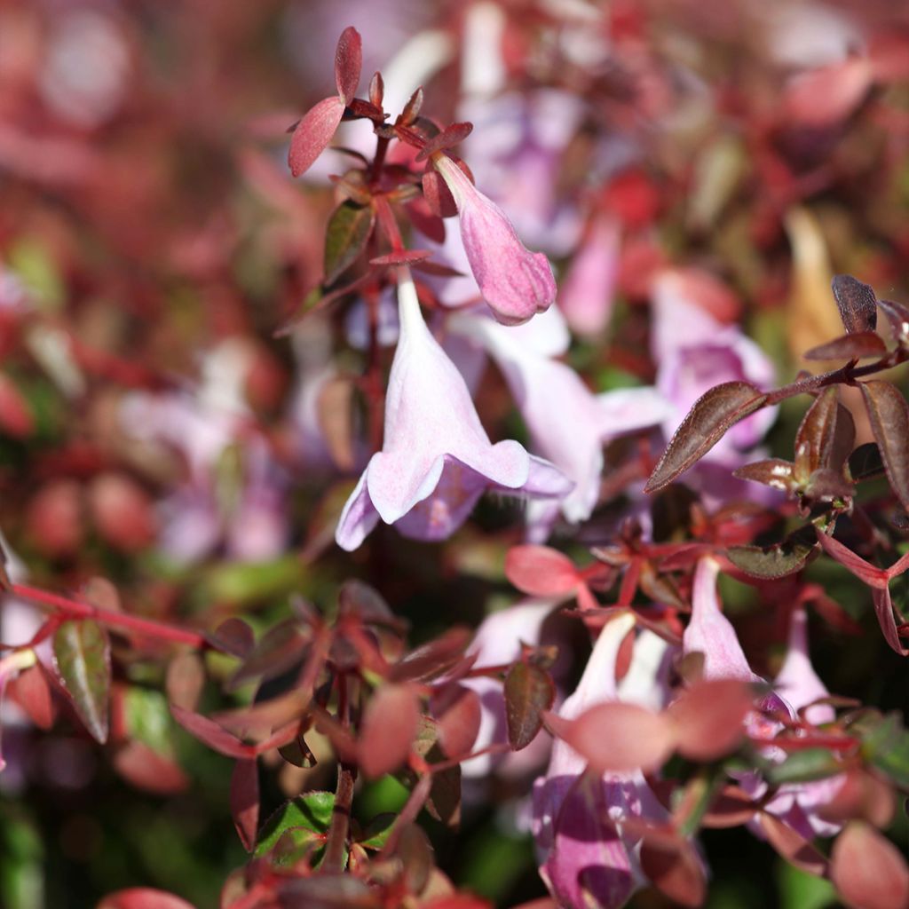 Abelia grandiflora PINKY BELLS
